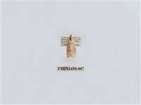 藏品(三斑叉紋苔蛾)的圖片